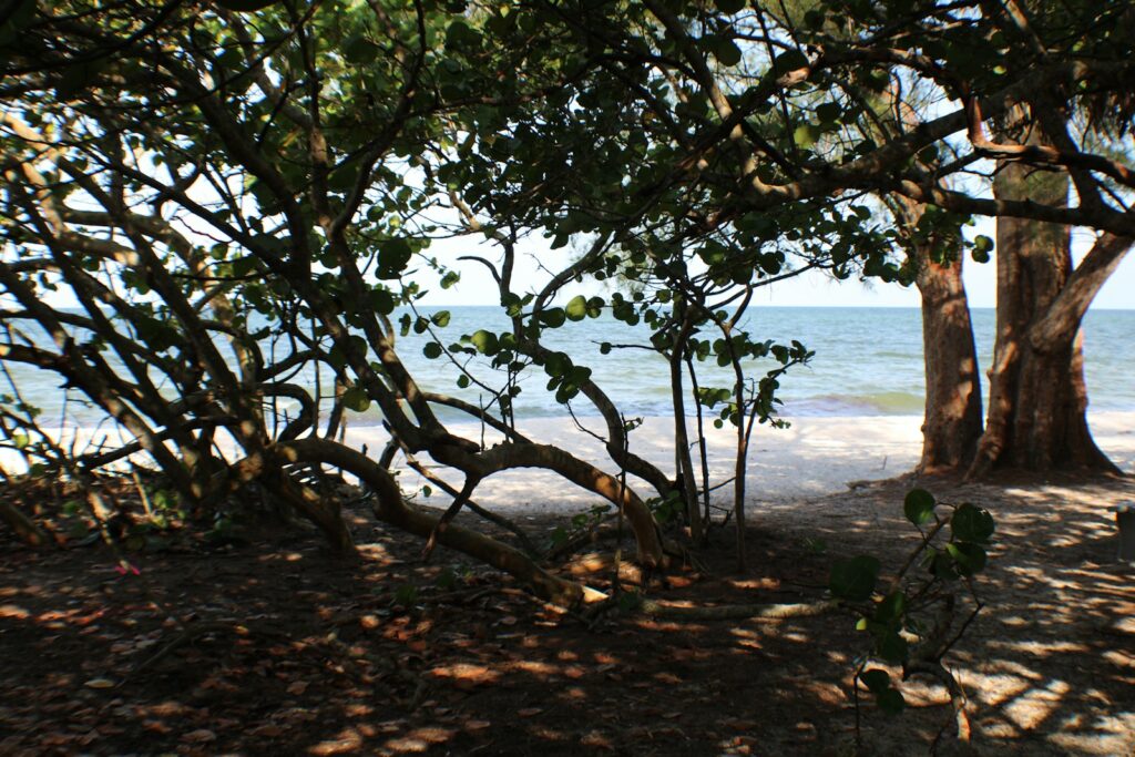 a group of trees next to a body of water