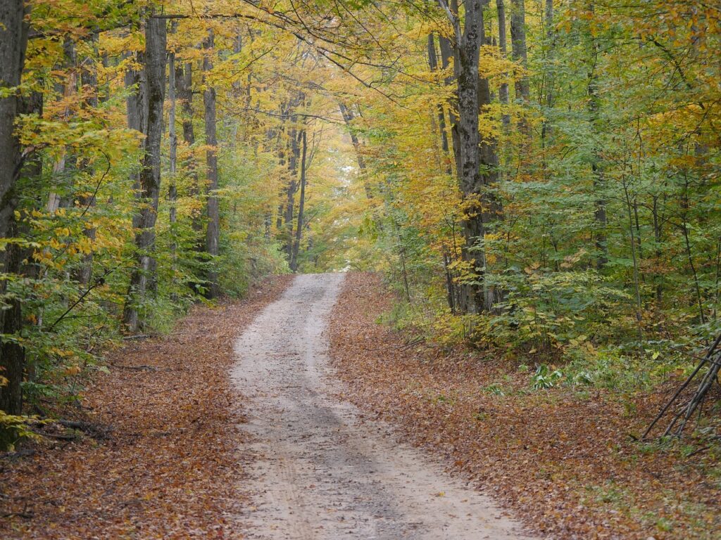 nature, fall, fall foilage