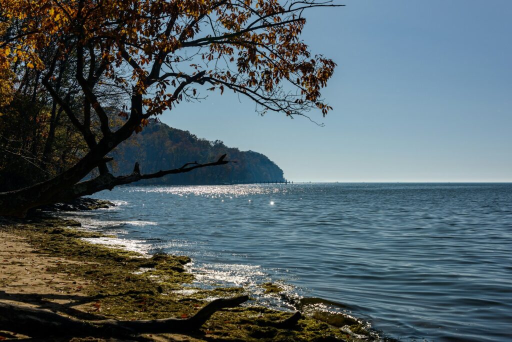 tree near the Chesapeake Bay during daytime