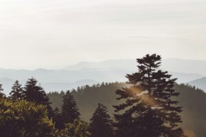 scenery of trees and mountains